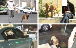 روزنامه نسیم خوزستان از رژه سگ‌های فوق خطرناک در پارک‌ها، معابر عمومی و مراکز خرید گزارش می‌دهد ؛ سگ‌گردانی جهت قدرت نمایی یا متمولی