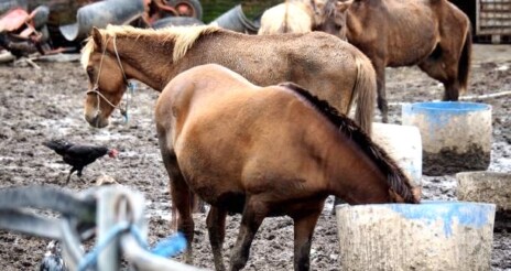 کشف هزار و پانصد کیلو «گوشت اسب» از یکی از بزرگترین تأمینکنندگان گوشت استان خوزستان